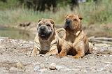 SHAR-PEI 310